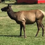 Elk Country RV Resort & Campground