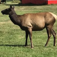 Elk Country RV Resort & Campground ico