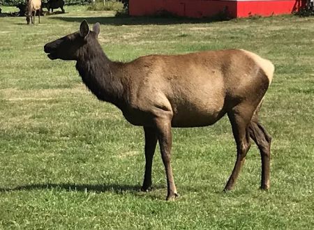Elk Country RV Resort & Campground