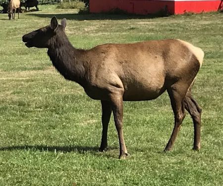 Elk Country RV Resort & Campground