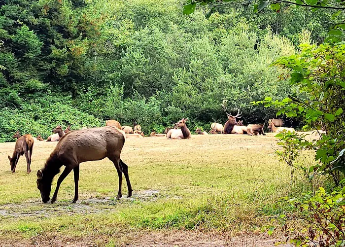 Elk Country RV Resort & Campground Picture 8