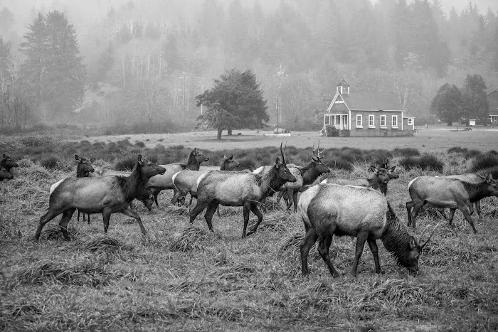 Stone Lagoon Red Schoolhouse Picture 7