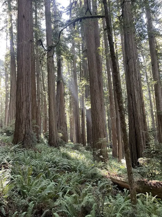 Redwood Creek Dispersed Camping Picture 3