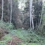Elam Camp Camp Site