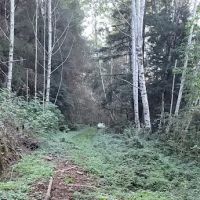 Elam Camp Camp Site ico