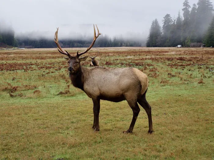 Elk Prairie Campground Picture 4