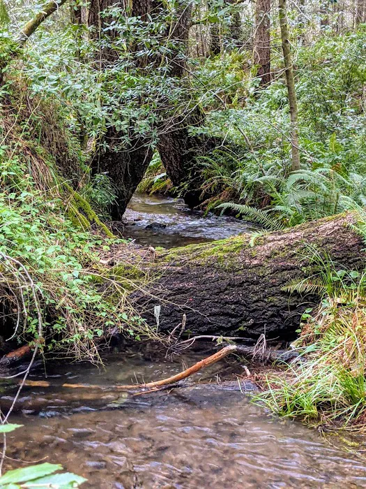 Wailaki Campground Picture 9