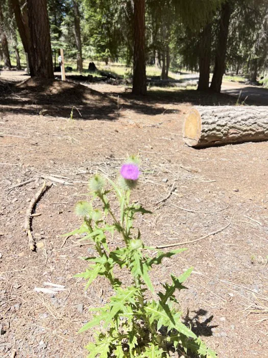 Klum Landing Campground Picture 2