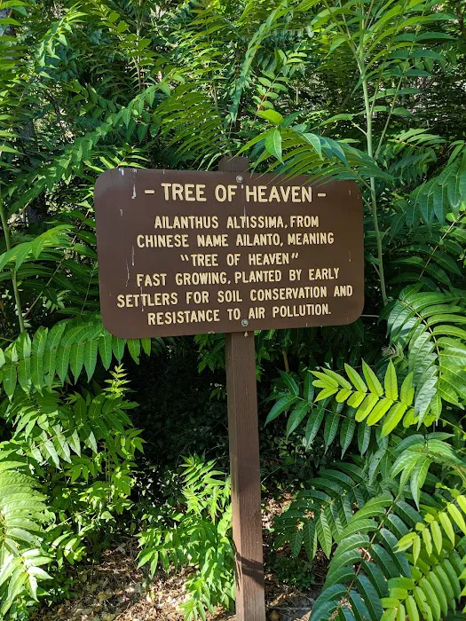 Tree of Heaven Campground Picture 2