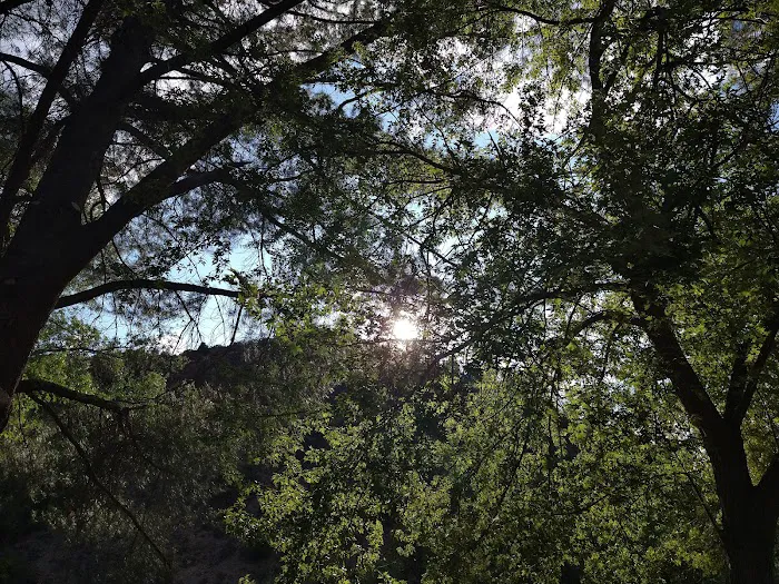 Tree of Heaven Campground Picture 7