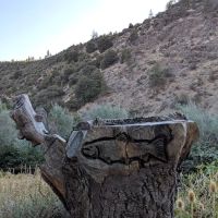 Tree of Heaven Campground ico