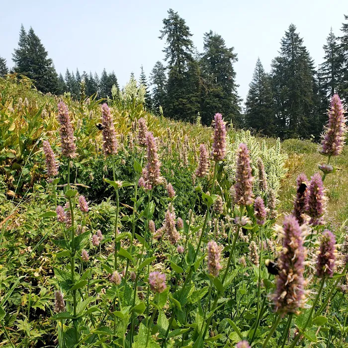 Mt. Ashland Campground Picture 4