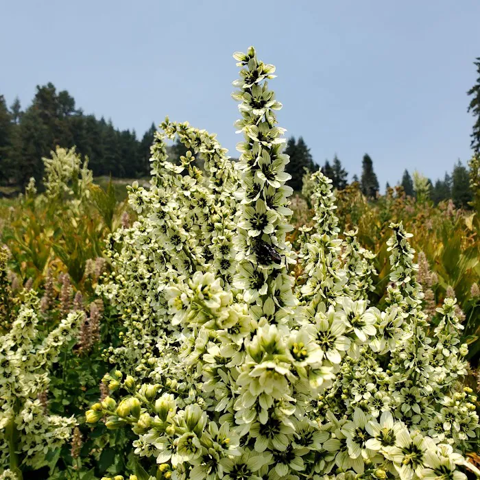 Mt. Ashland Campground Picture 3