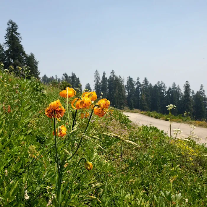Mt. Ashland Campground Picture 5