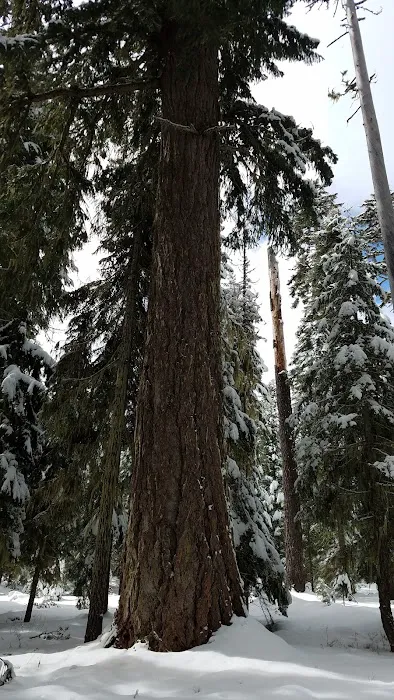 South Brown Mountain Shelter Picture 9