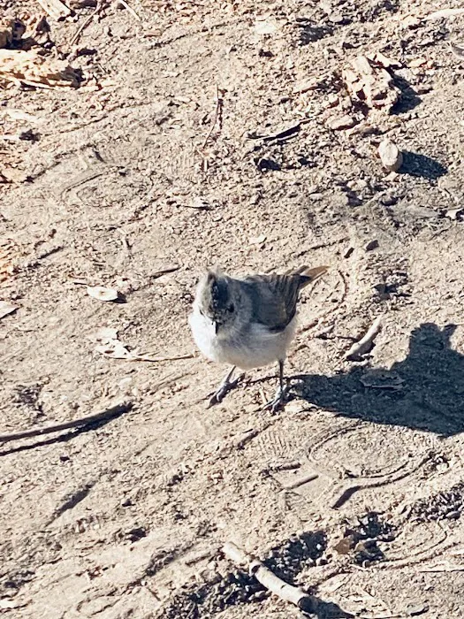 Quail's Roost Campground Picture 4
