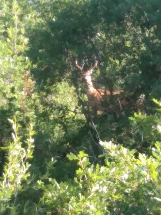 Middle Canjilon Campground Picture 2