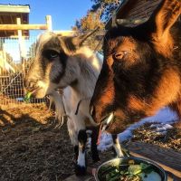 The Little Goat Outpost ico