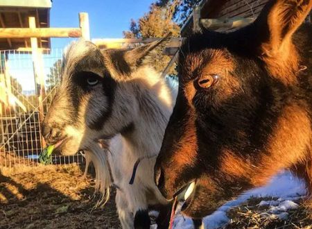The Little Goat Outpost