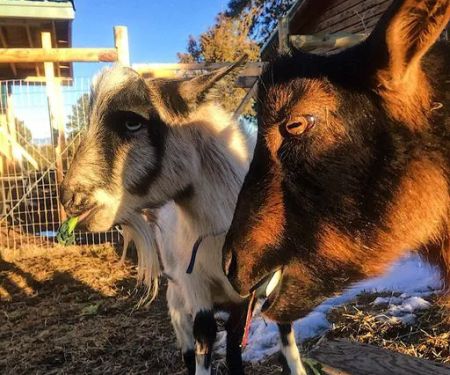 The Little Goat Outpost