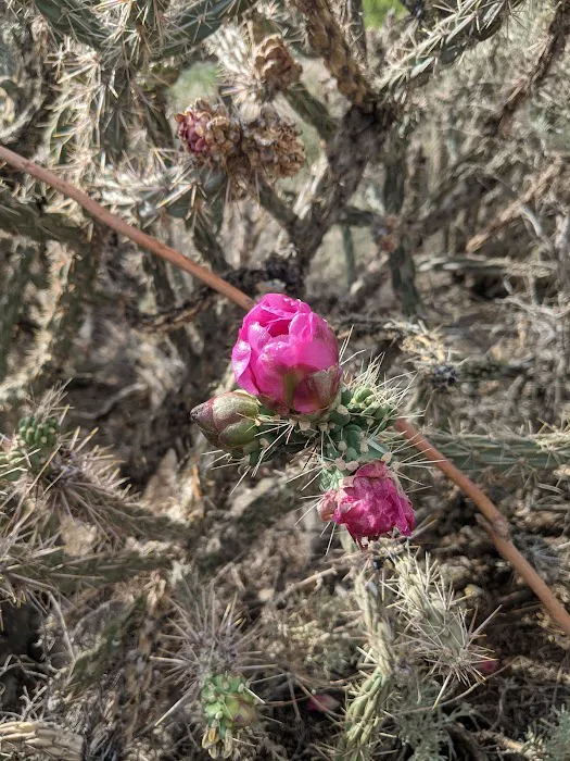 Lone Juniper Campground Picture 2