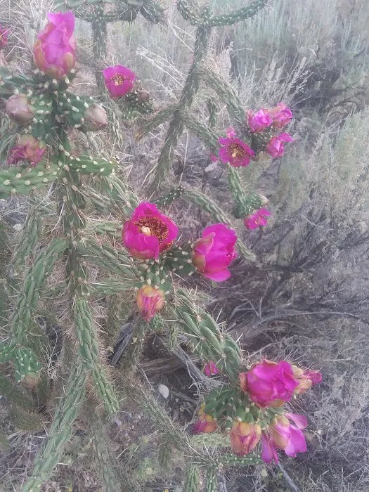 Lone Juniper Campground Picture 10