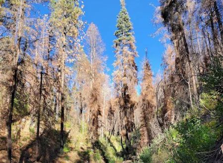 Lower Hermosa Campground