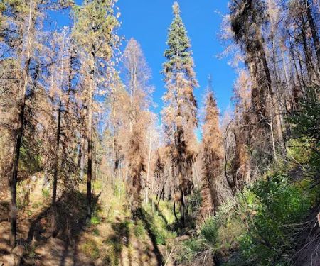 Lower Hermosa Campground