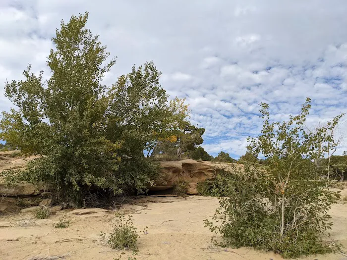 Sims Mesa Campground Picture 4