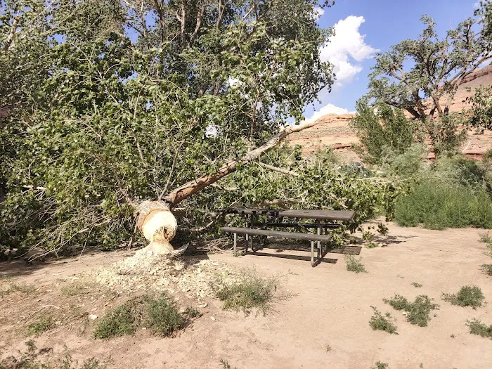 Goose Island Campground Picture 2