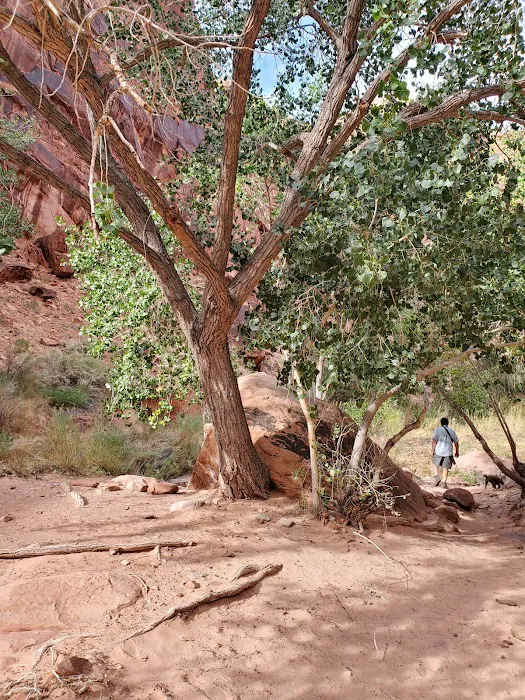Hunter Canyon/Spring Canyon Camping Area Picture 4