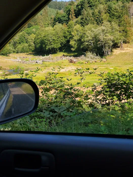 North Fork Siuslaw Campground Picture 3