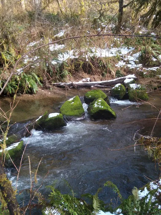 North Fork Siuslaw Campground Picture 7