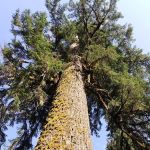 North Fork Siuslaw Campground