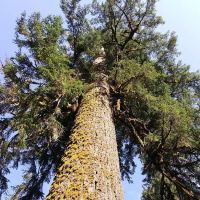 North Fork Siuslaw Campground ico
