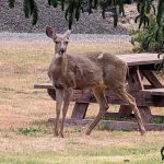 Florence, OR Elks RV Park