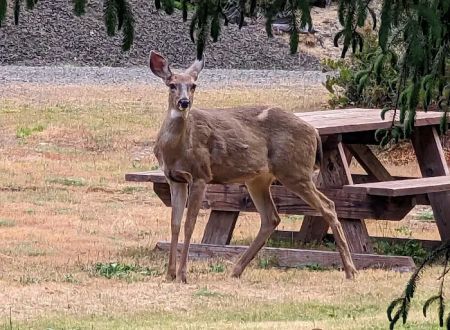 Florence, OR Elks RV Park