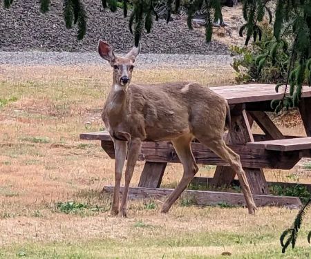 Florence, OR Elks RV Park