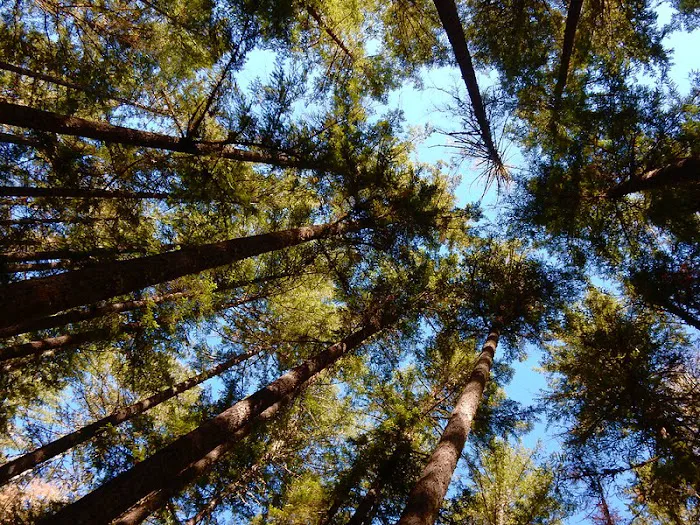 Sharps Creek Recreation Site Picture 9