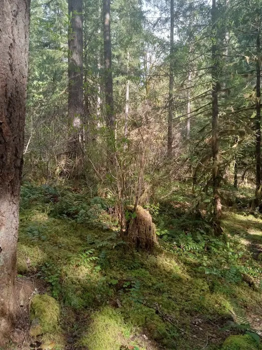 Mineral Camp Campground Picture 7