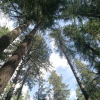 Mineral Camp Campground ico