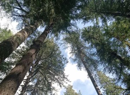 Mineral Camp Campground