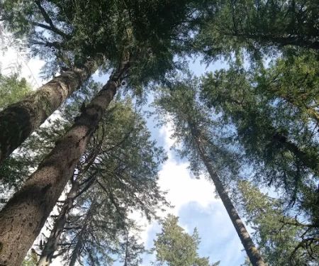 Mineral Camp Campground