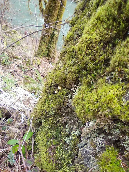 Dolly Varden Campground Picture 1