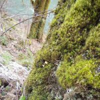Dolly Varden Campground ico