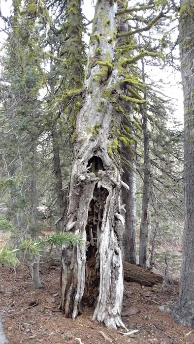 Driftwood Campground Picture 9