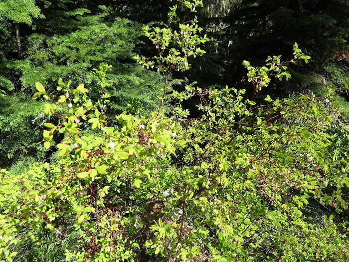 Blair Lake Campground Picture 9