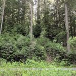 Honeysuckle Campground