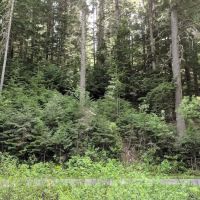 Honeysuckle Campground ico