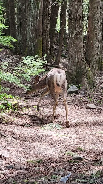 Huckleberry Campground Picture 8